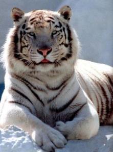 siberian tiger 77